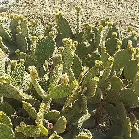 Croco Mykonos 호텔 투를로스